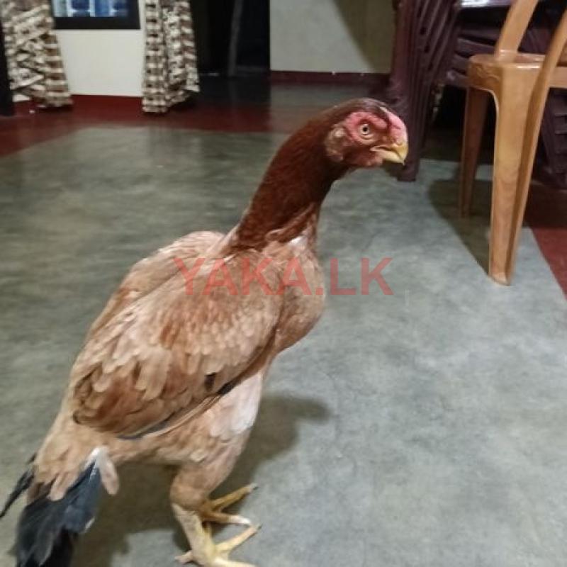Parrot Beak Rooster