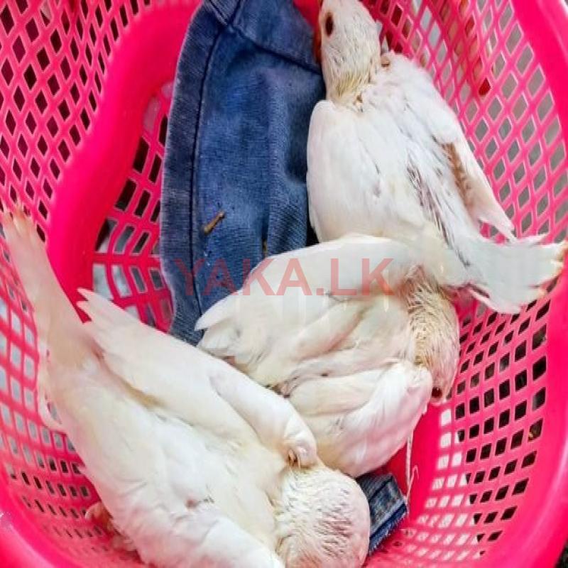 White Parrot