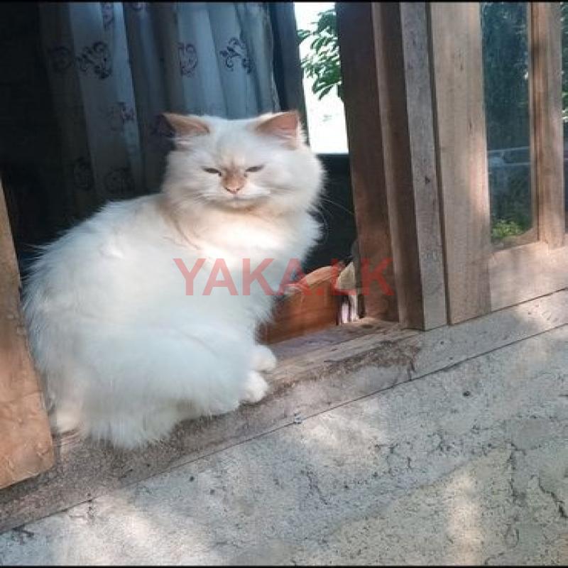 Persian Cats