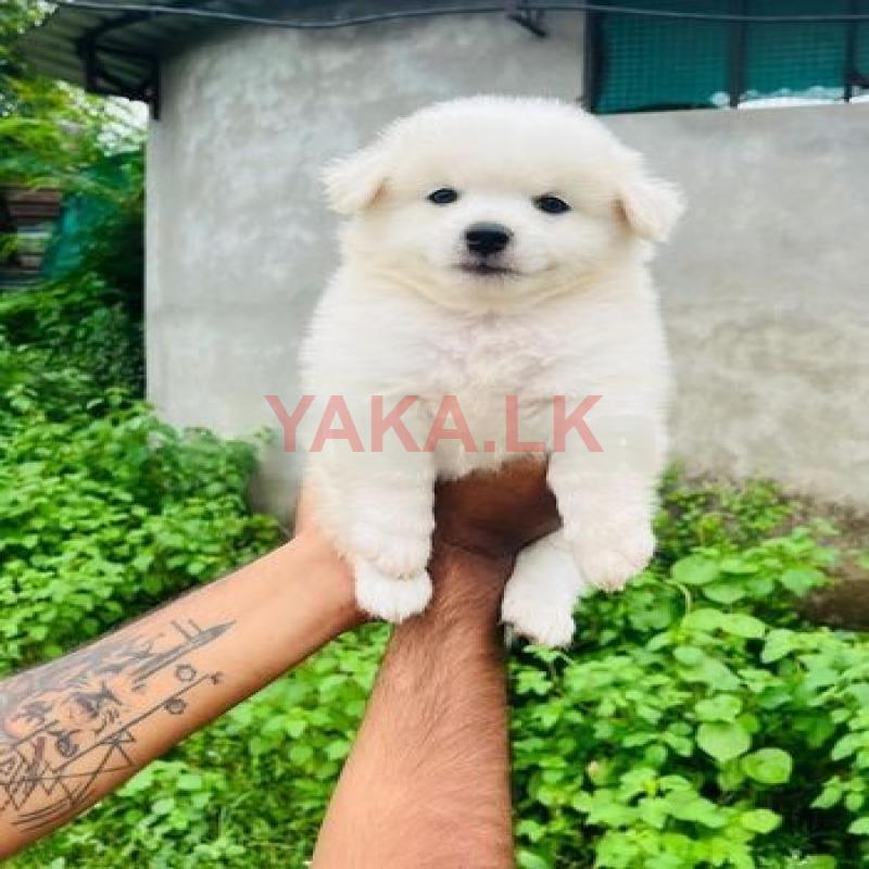 Pomeranian Puppies