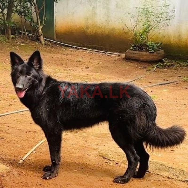German Shepherd Dog