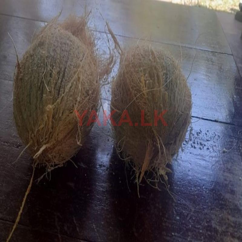 Coconut