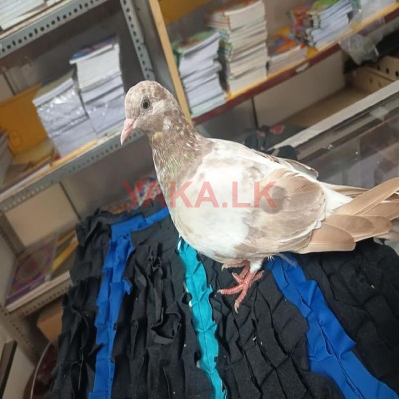 Pigeons