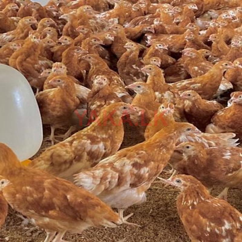 RIR Chicken