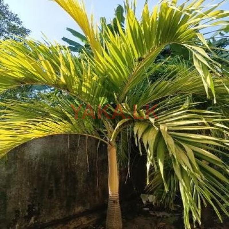 Winchet Trees