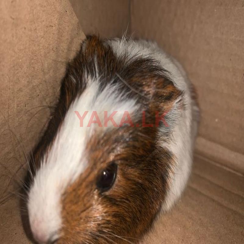 Hamster