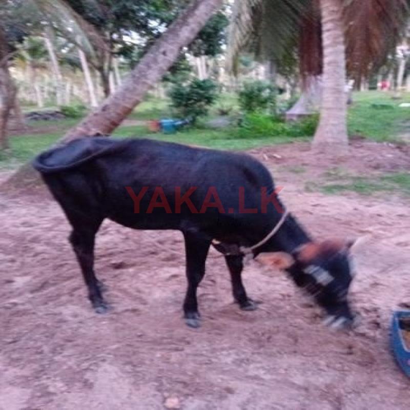 Jersey Cow