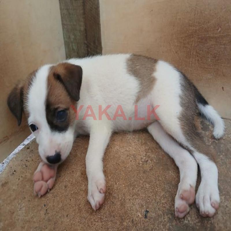Dog for Kind Home