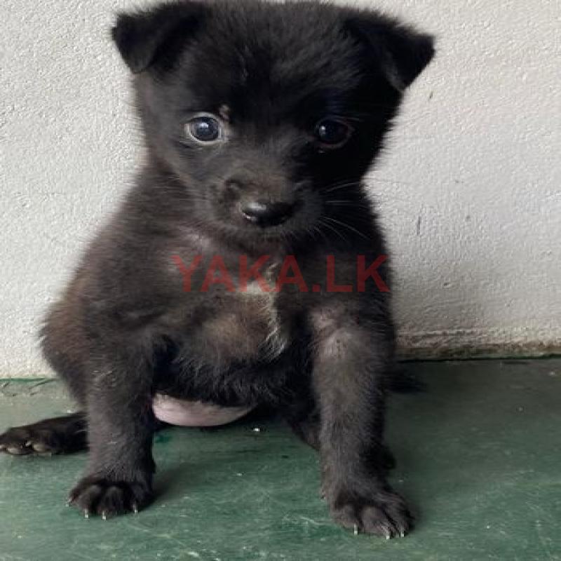 pomanariyan puppy