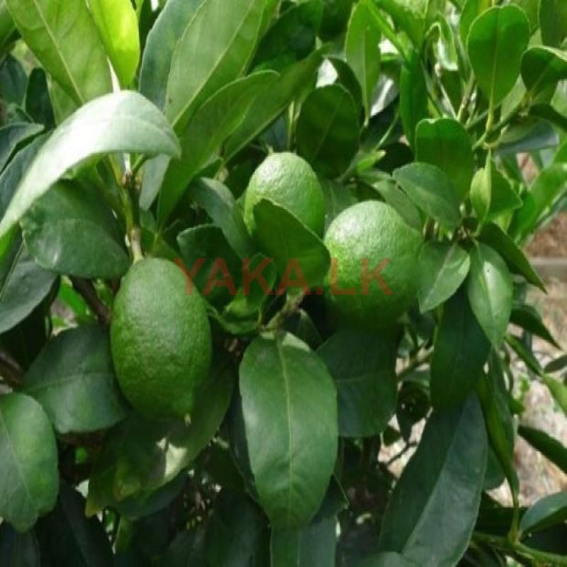 Lemons