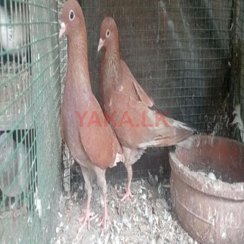 Pigeon