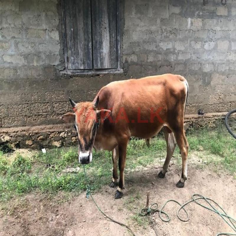 Farm Cow