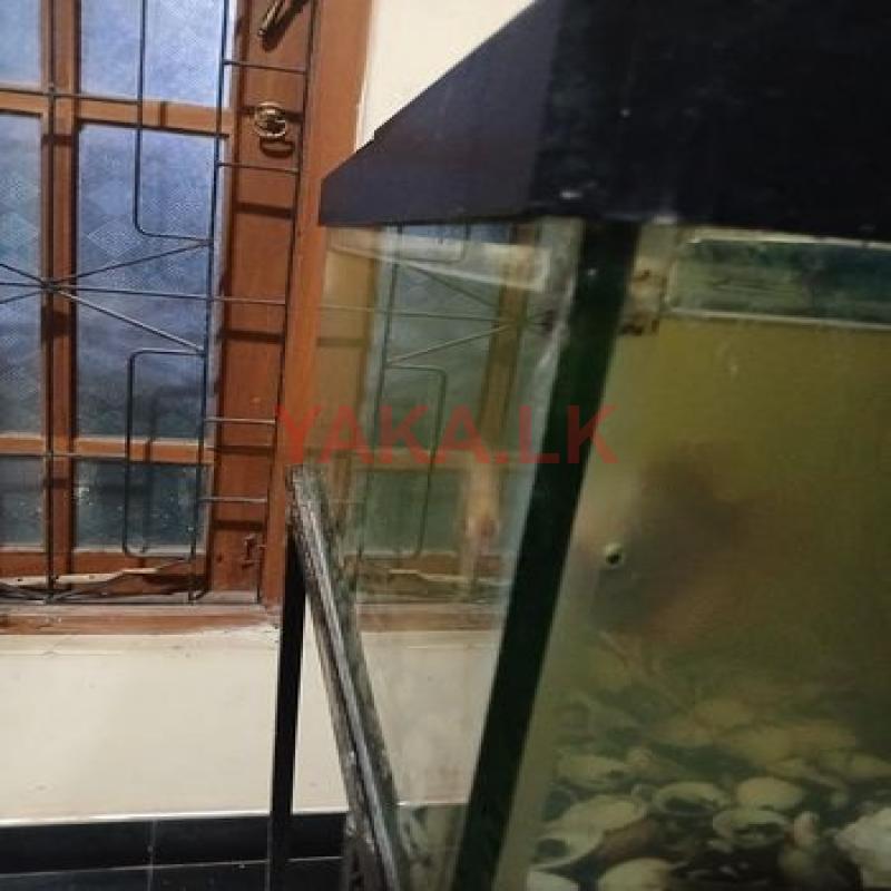 Fish Tank