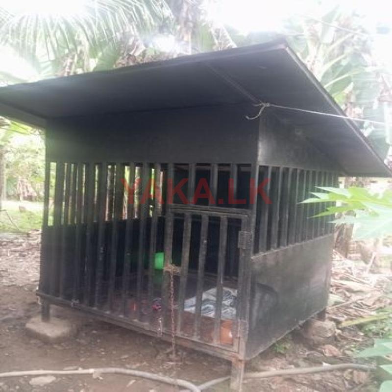 Dog Cage