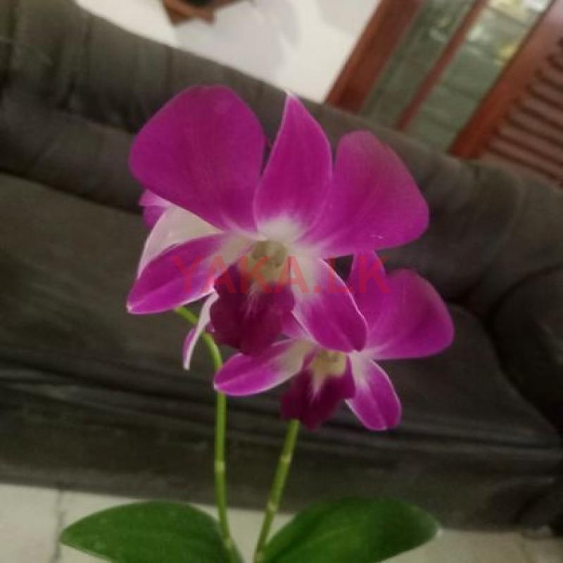 Orchid Plants