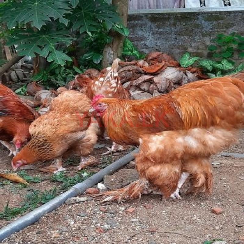 Golden Buff Brahma