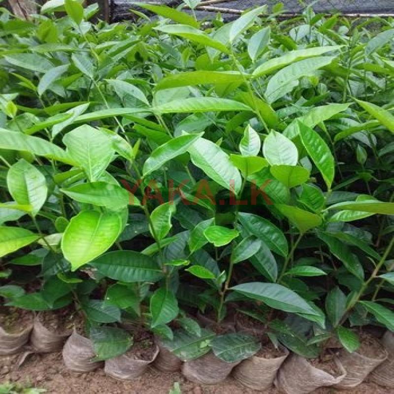 තේ පැල