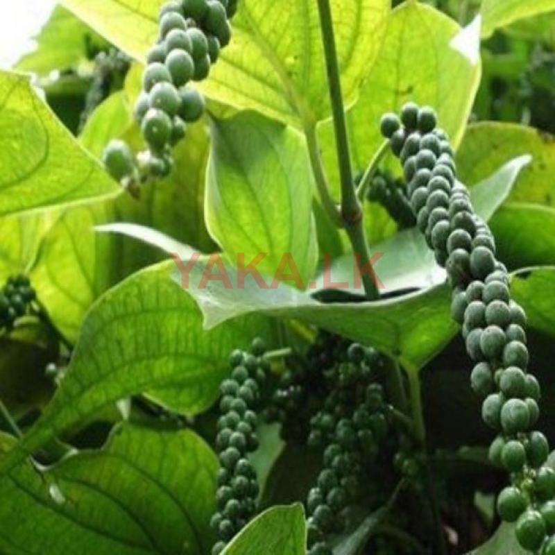 Pepper Plants
