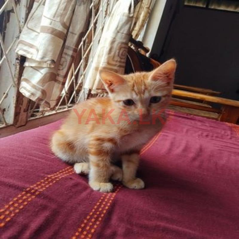 Cat for Kind Home