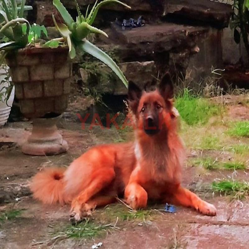 Lion Pomeranian Dog