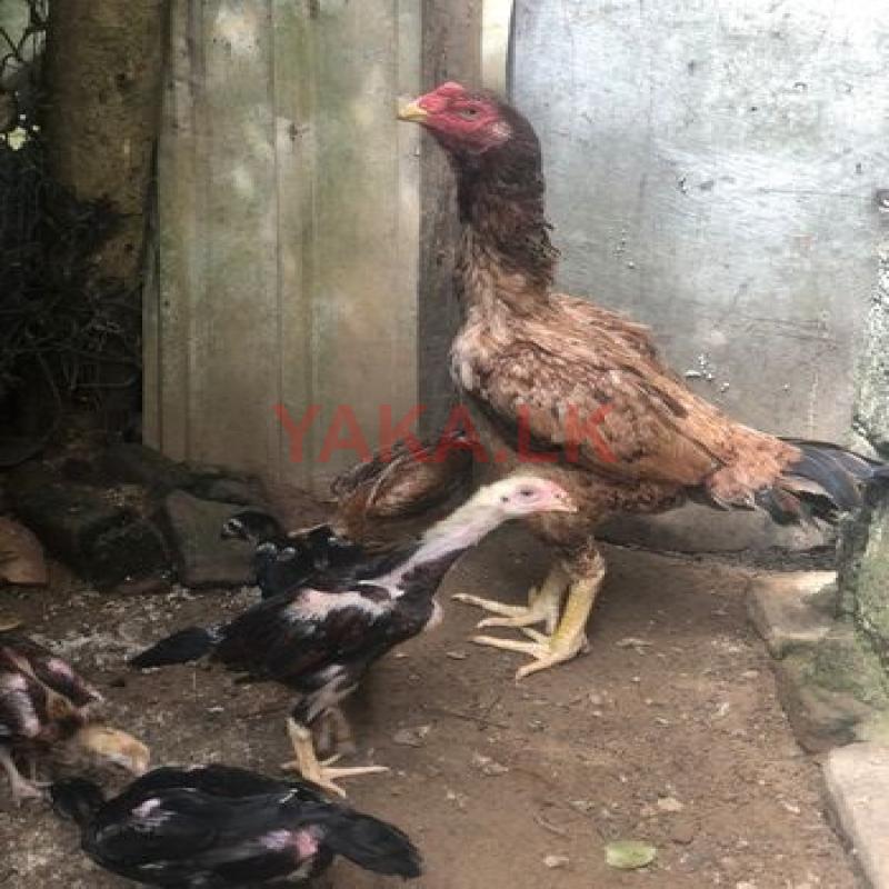 Shamo chicken