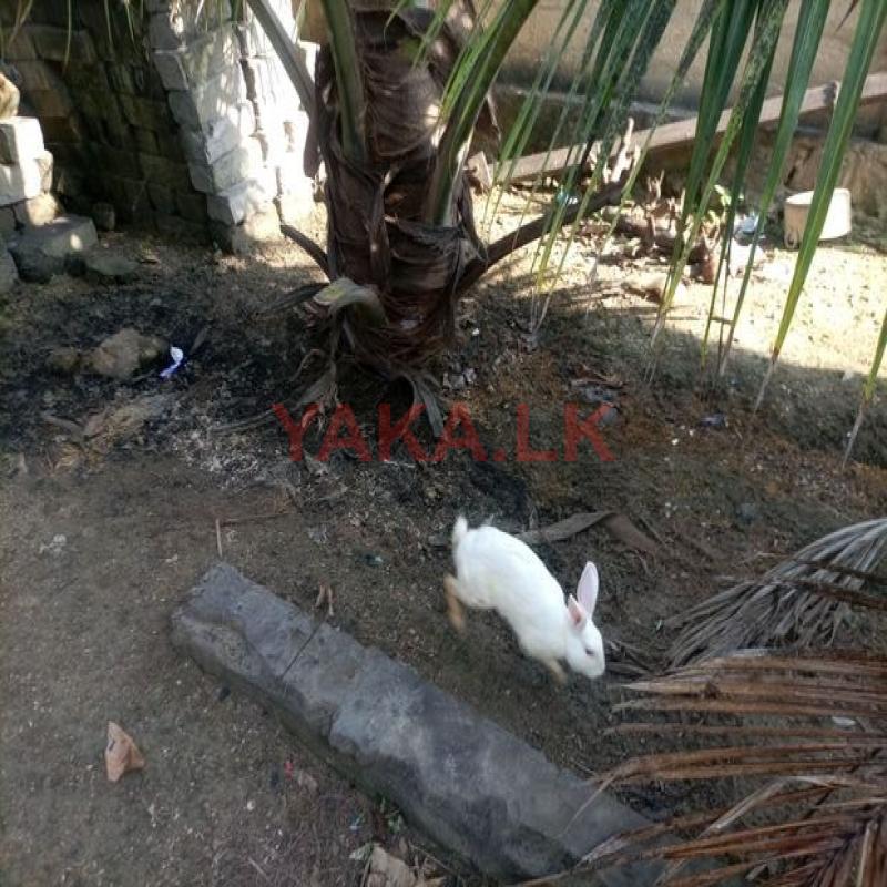 Rabbit