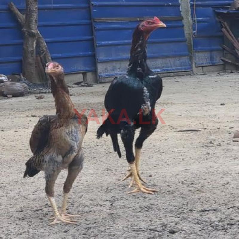 Chicken