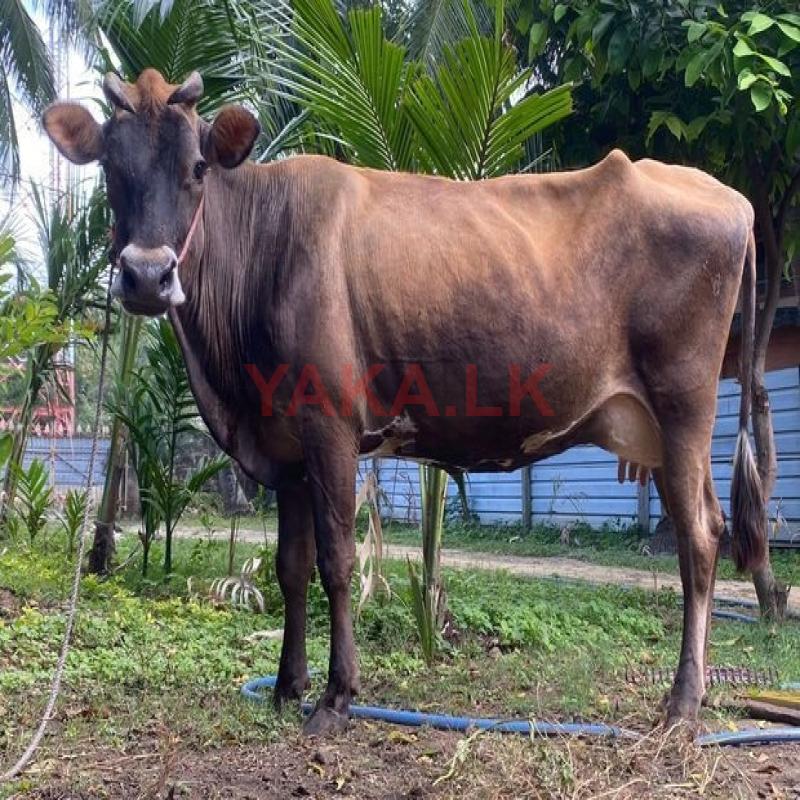 Milk Cow