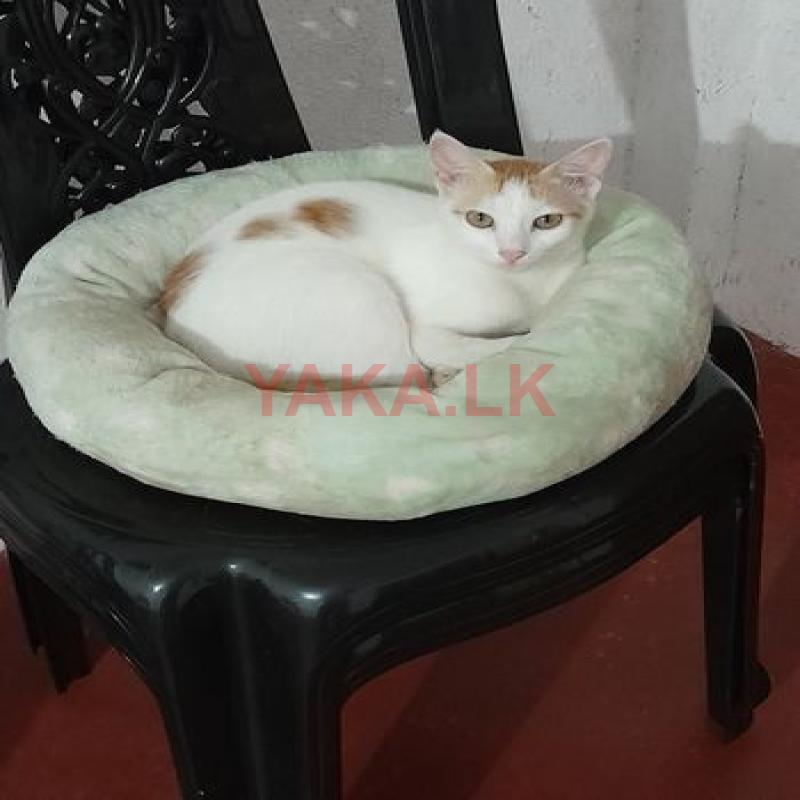 Cats for Kind Homes