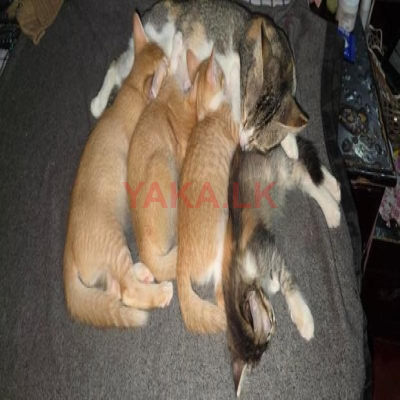 Cats for Kind Home