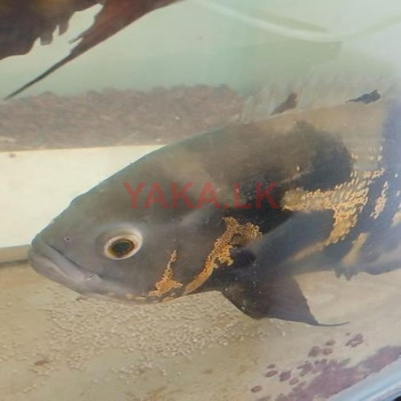 Breeding Oscar Pair