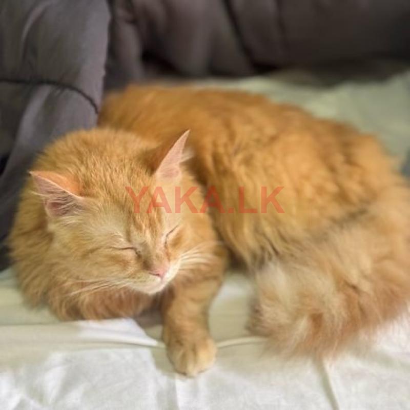 Persian Cat