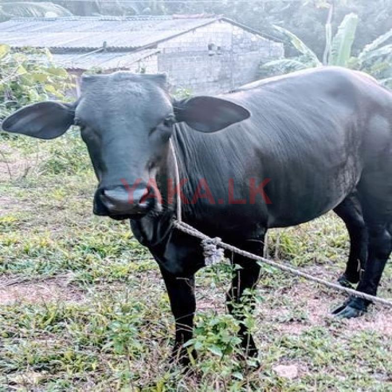 එළදෙන