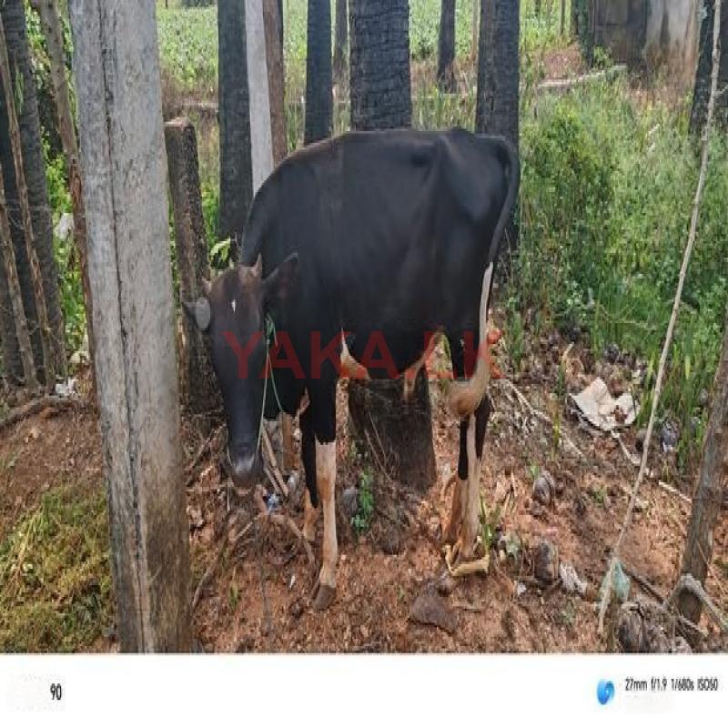 Farm Cow