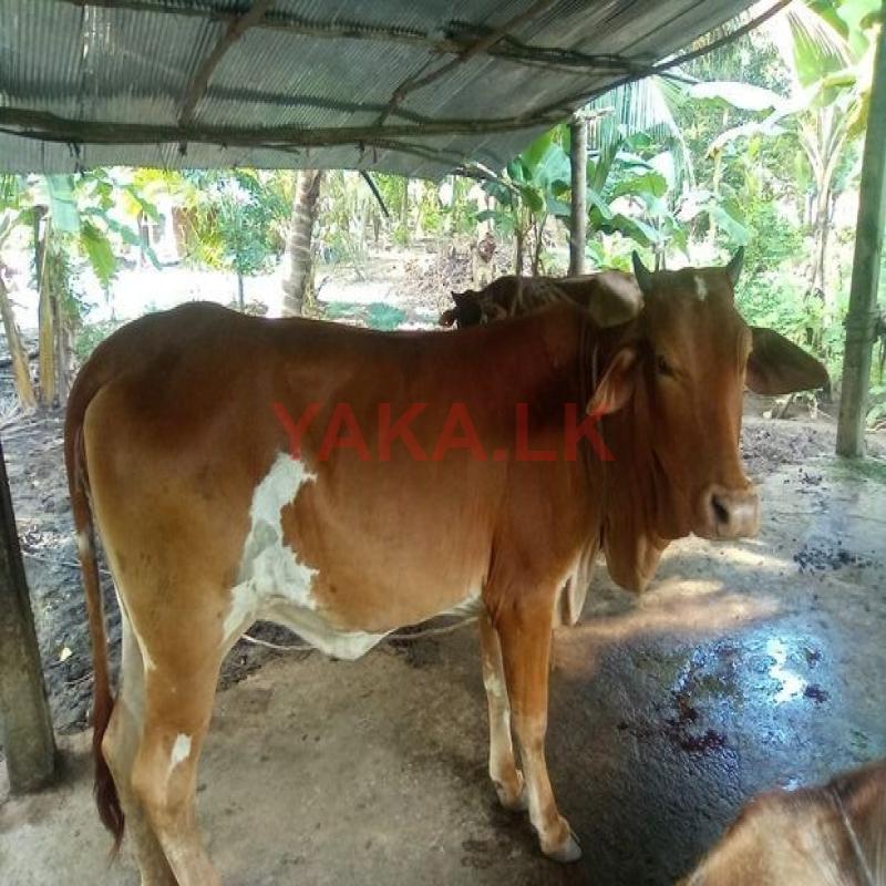 Farm Cow