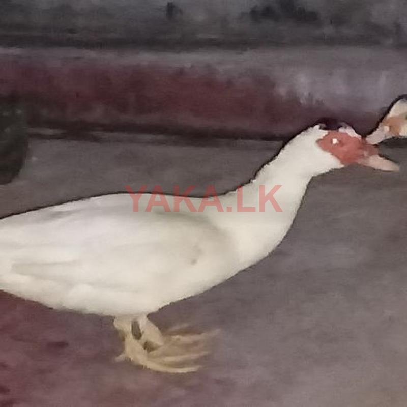 Moscow Duck