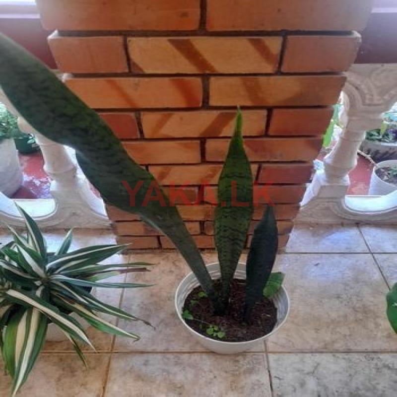 Indoor Plants
