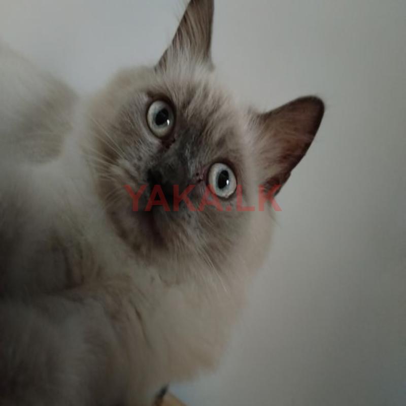 Persian Male cat