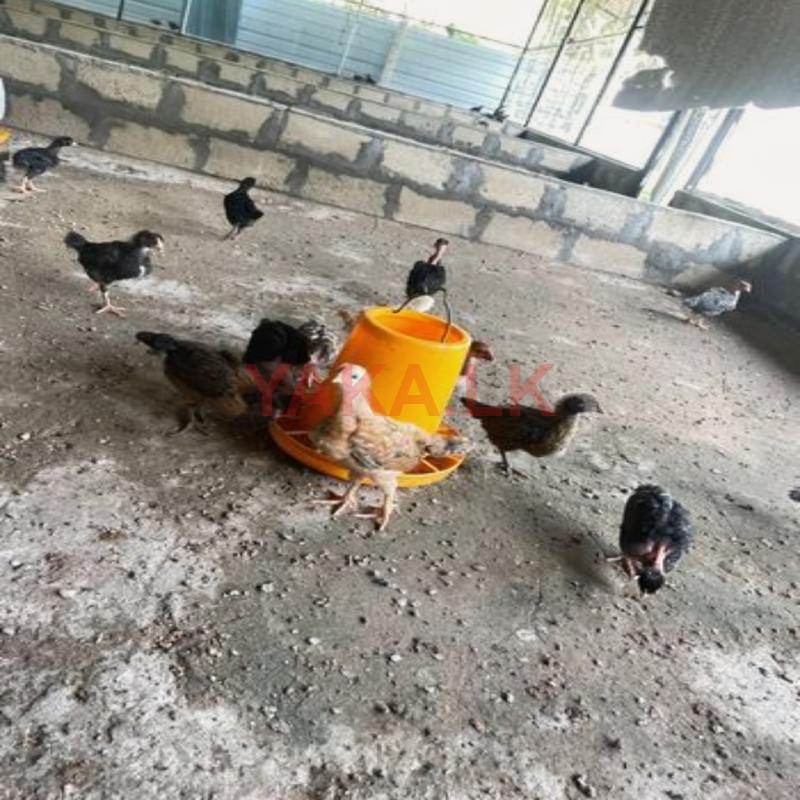 Farm Chicks