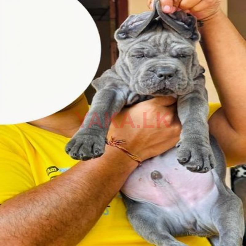 Cane Corso