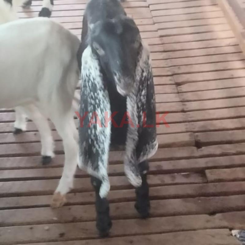 Jamnapari Goats