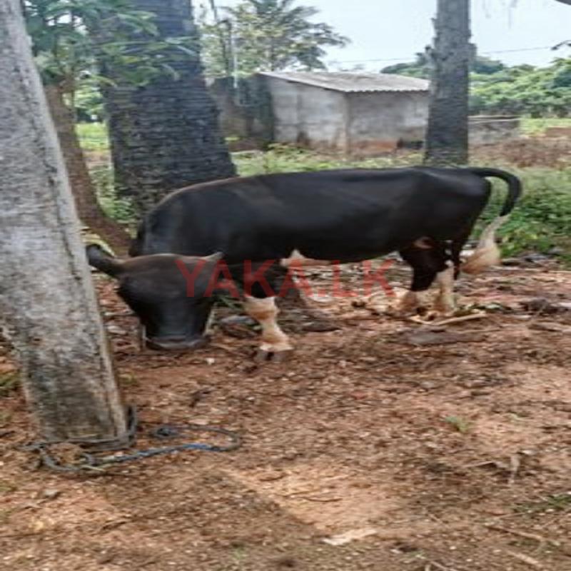 Farm Cow