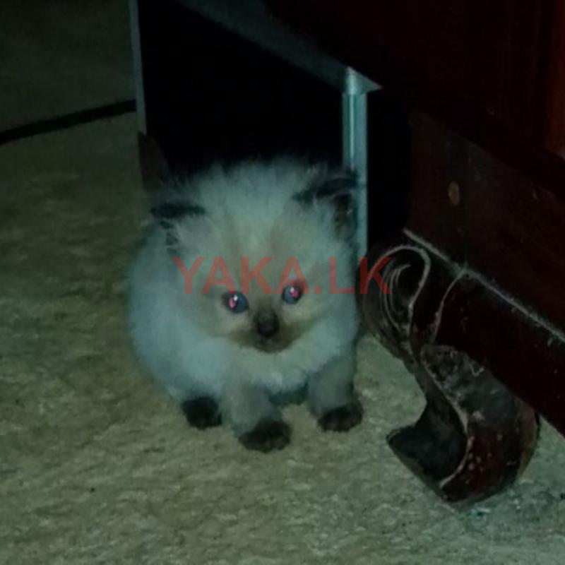 Persian Cat