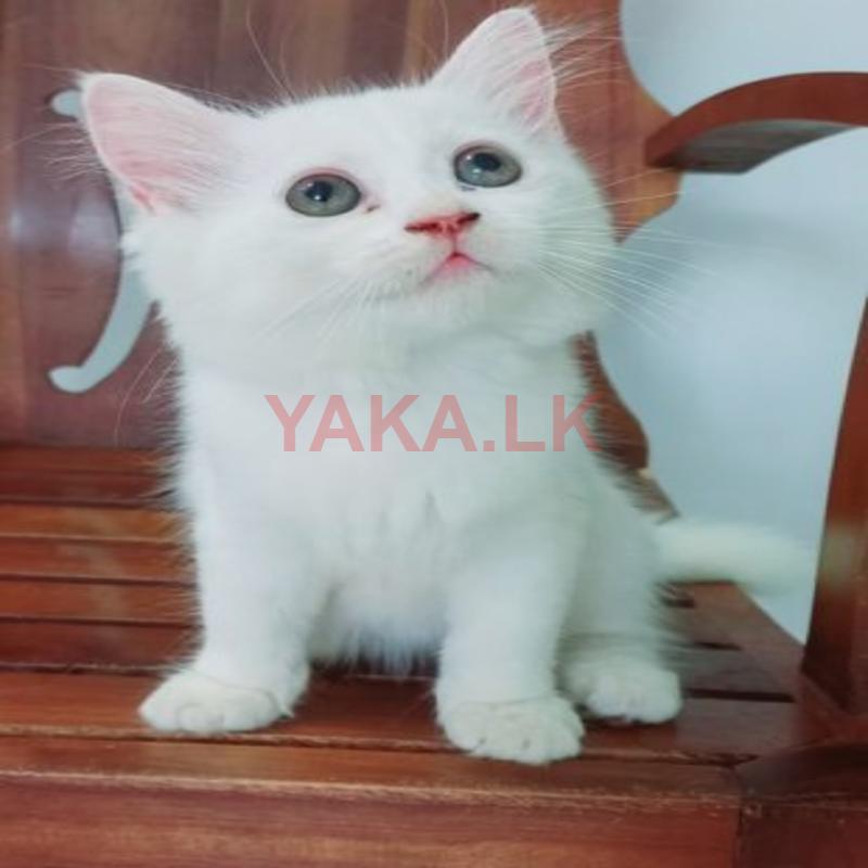 Persian Cats
