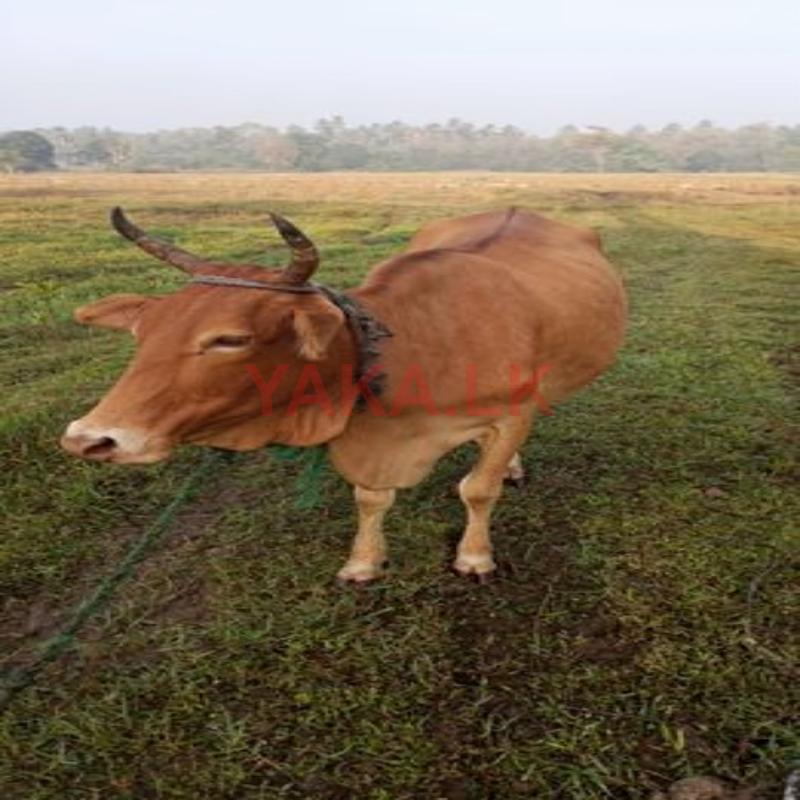Milk Cow