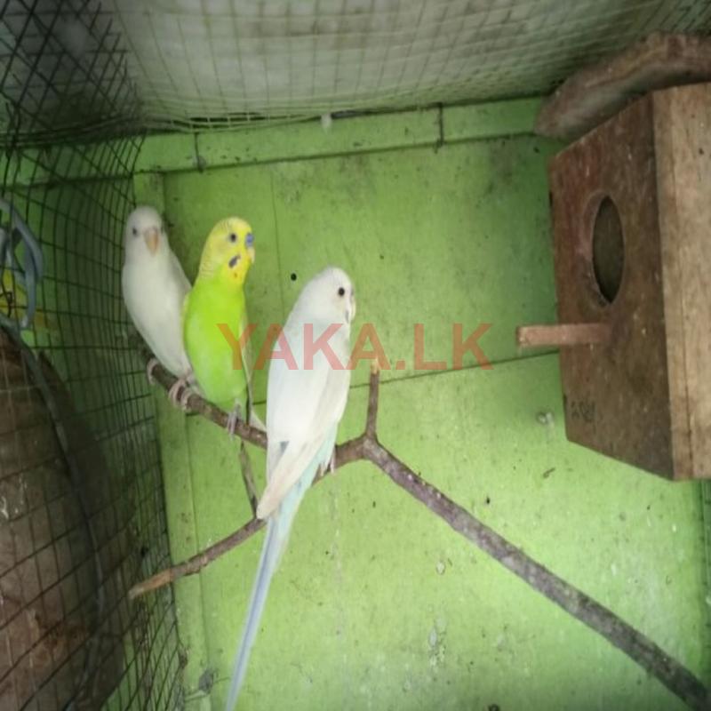 Love Birds