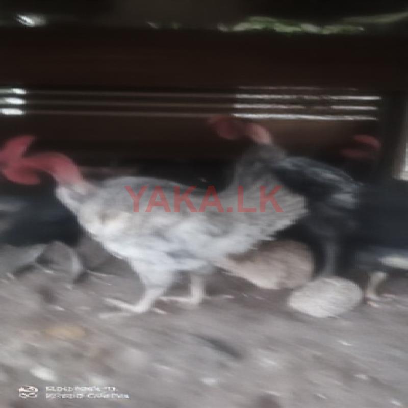 Country Chicken