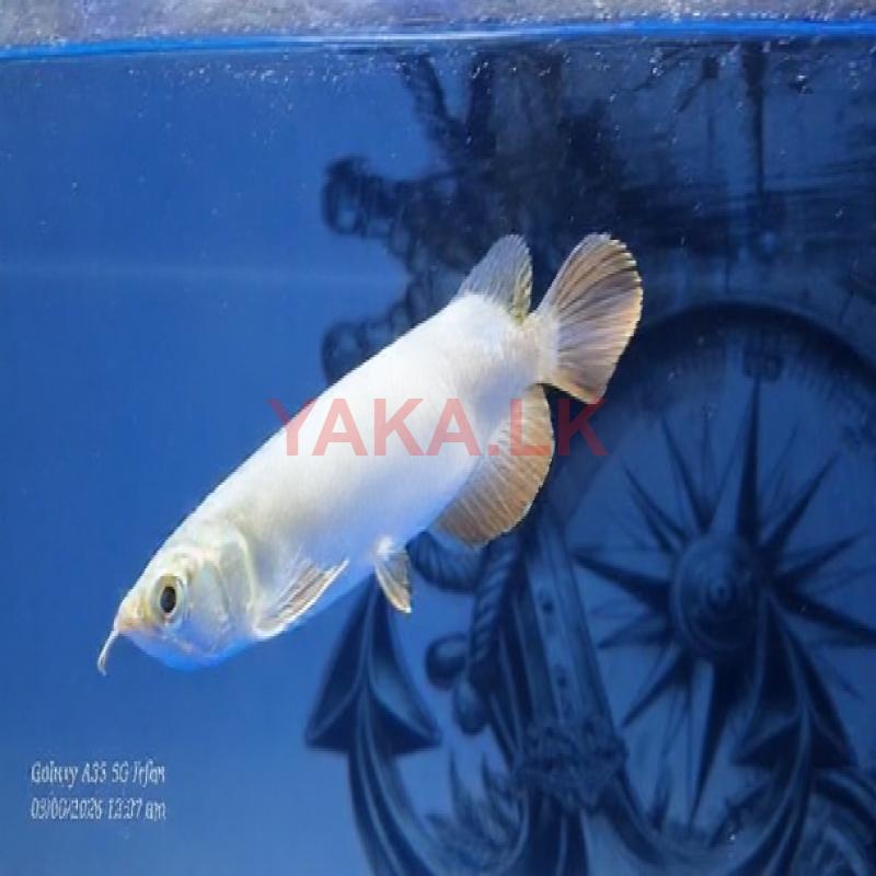 Arowana RTG