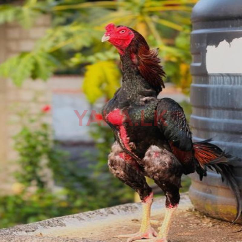 Shamo Rooster