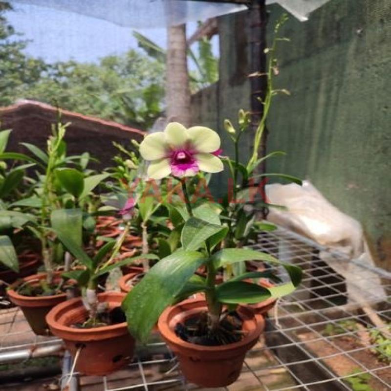 Orchid Plants